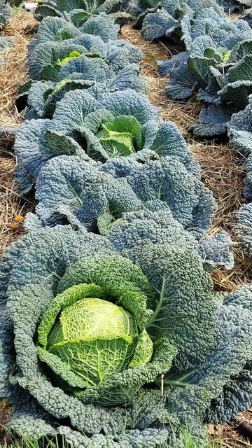 Große Kohlköpfe  | Foto: Caroline Régnard-Mayer 