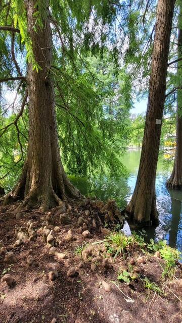 Alte Bäume am und im Wasser  | Foto: Caroline Régnard-Mayer 