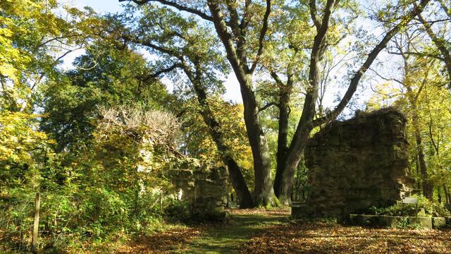 Bäume und Reste des Klosters auf dem Disibodenberg, wunderschön im Herbst und Frühjahr. | Foto: Maiken Liefeith