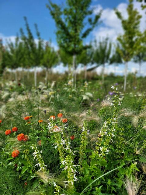 Blumenwiese  | Foto: Caroline Régnard-Mayer 