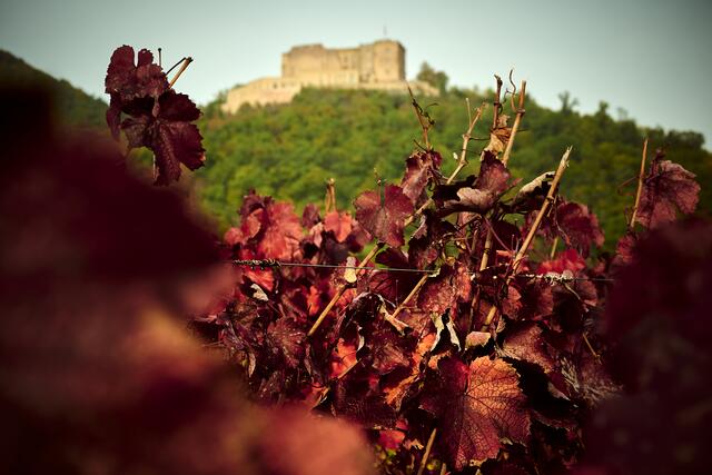 Perspektivwechsel aufs Hambacher Schloss.
Aufnahme aus dem Weinberg heraus im Oktober | Foto: Florian Bauer