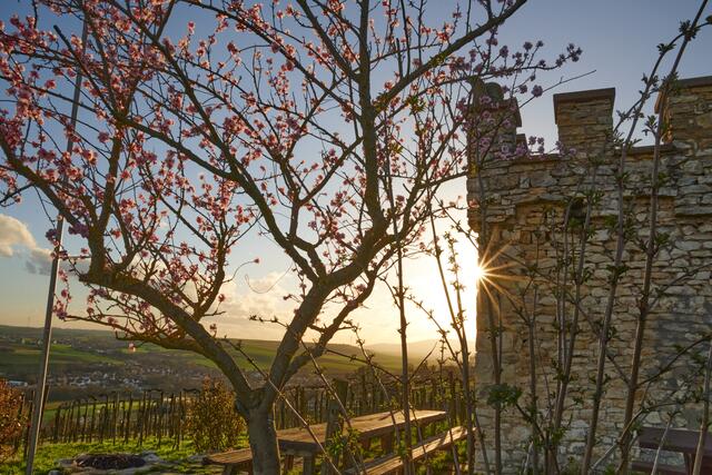 Das Eggerhäuschen im Weinberg bei Zell, im Hintergrund der Donnersberg im März | Foto: Florian Bauer