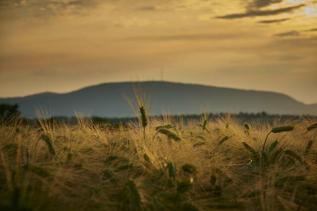 Gerstenfeld mit Blick zum Donnersberg im Juni | Foto: Florian Bauer