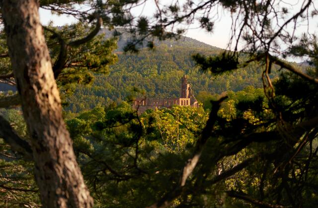 Versteckter Blick auf die Klosterruine Limburg im Mai | Foto: Florian Bauer