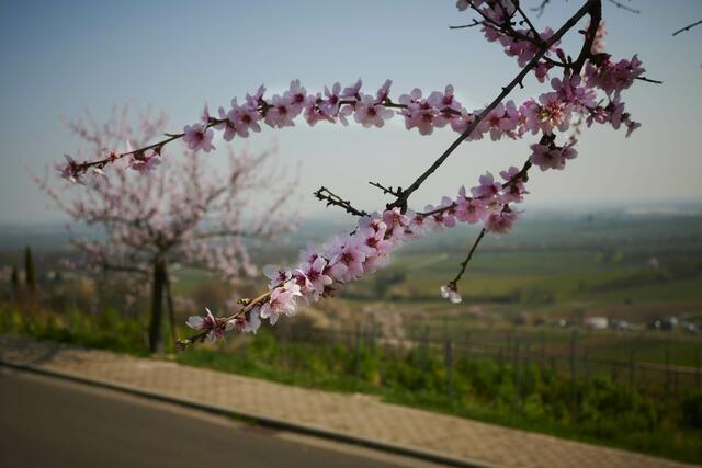 Mandelblüten mit Blick zur Rheinebene im März | Foto: Florian Bauer