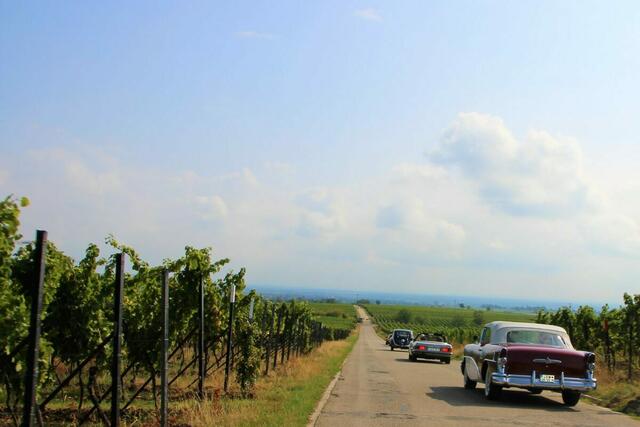 Oldtimertour mitten durch die Pfälzer Weinberge | Foto: Karsten Heidlauf