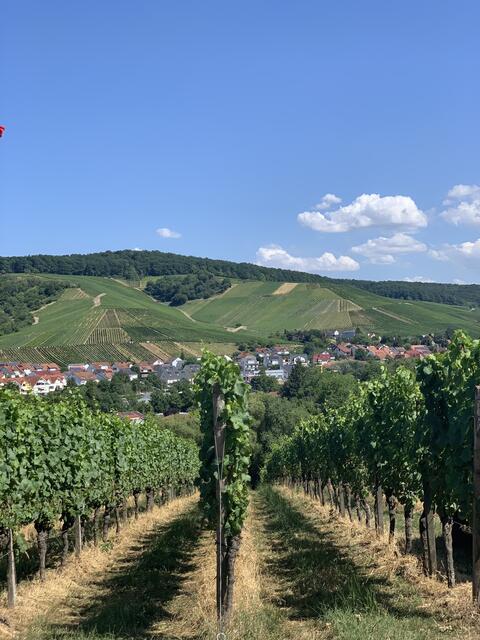 Weingut Singer Bader 
Kernen im Remstal bei Esslingen  | Foto: Angela Natuno 