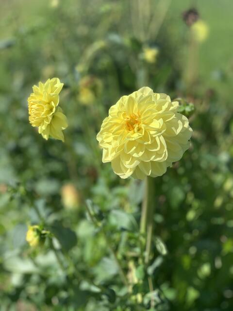 Blumen selbst pflücken in Rüppurr | Foto: Angela Natuno 