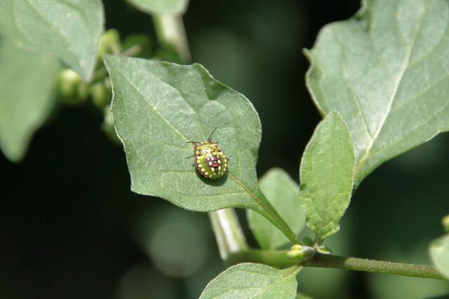 Die grüne Reiswanze | Foto: Franz-Walter Mappes