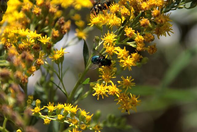 Fliege auf Nahrungssuche | Foto: Franz-Walter Mappes