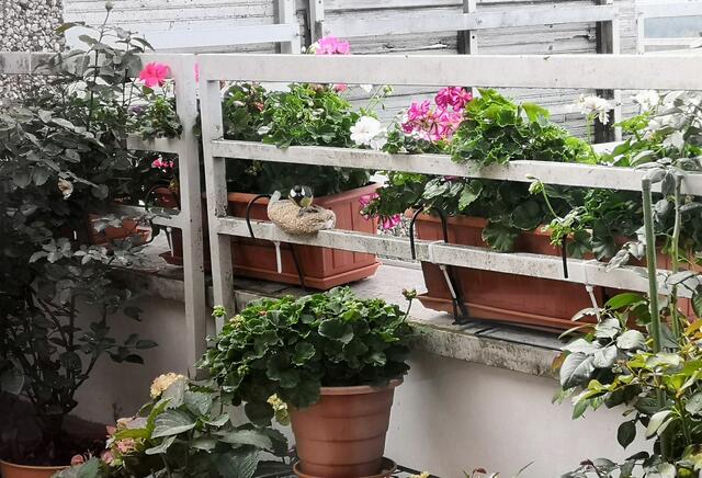 Besuch einer Meise bei unserem Vogelfutter Oktober 2021
"Wochenblatt-Reporter Kalender 2024" | Foto: Christina Pircher