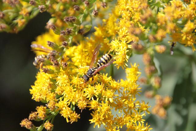 Wespe | Foto: Franz-Walter Mappes
