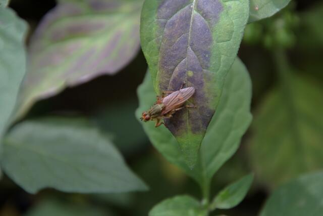 Gut getarnt: Gelbe Dungfliege | Foto: Franz-Walter Mappes