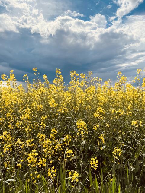 Rapsfeld in Heddesheim Sommer | Foto: Ute Bund