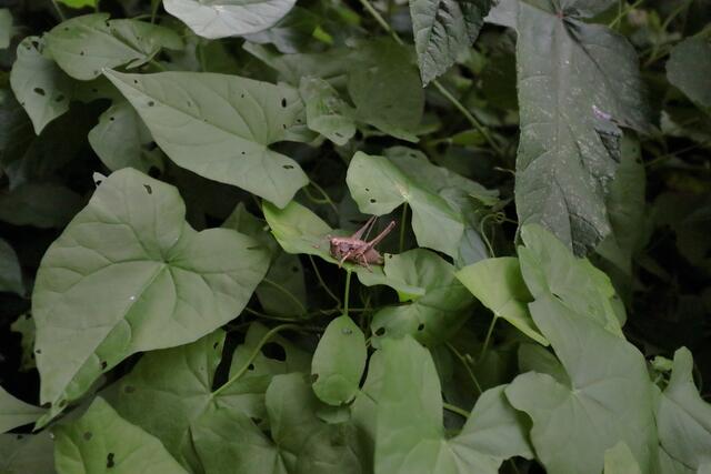 Gewöhnliche Strauchschrecke | Foto: Franz-Walter Mappes