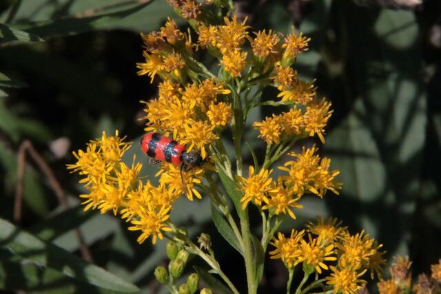 Der gemeine Bienenkäfer | Foto: Franz-Walter Mappes