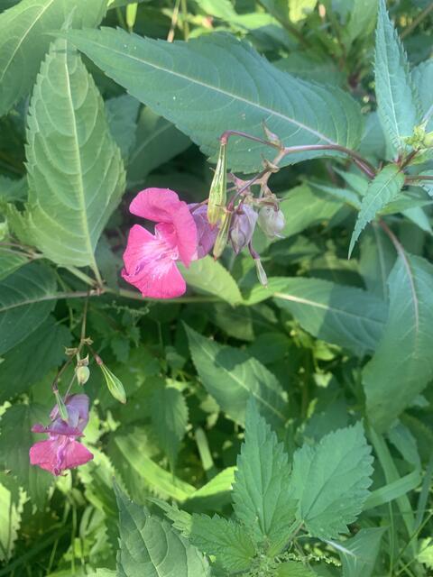 Springkraut am Wegesrand | Foto: Franz-Walter Mappes