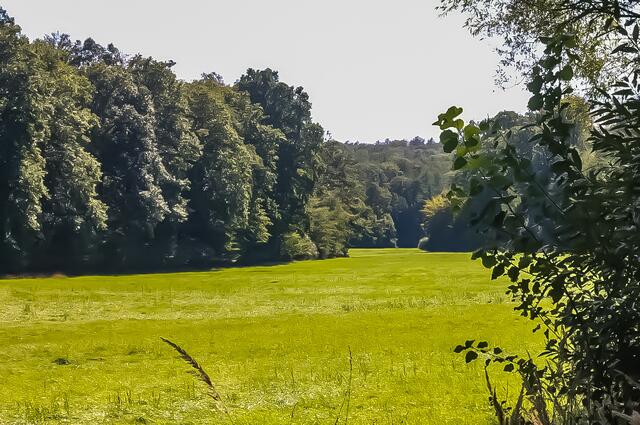 Porz wiese in der nähe des Rothenkircherhof/Alte Kriegsfelder Straße | Foto: Lara Blumgart