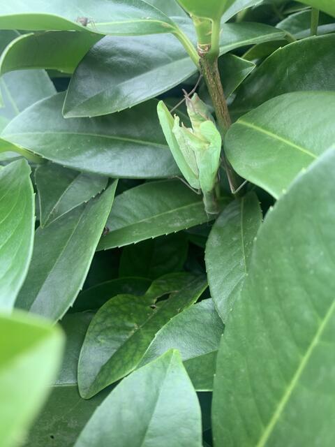 Kaum zu erkennen: Gottesanbeterin | Foto: Franz-Walter Mappes