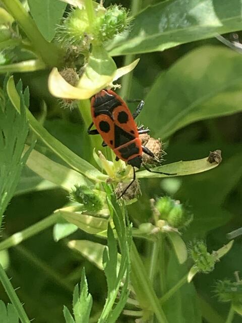 Die gewöhnliche Feuerwanze | Foto: Franz-Walter Mappes