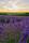 Lavendel im Sonnenuntergang  | Foto: Daniel Nolte