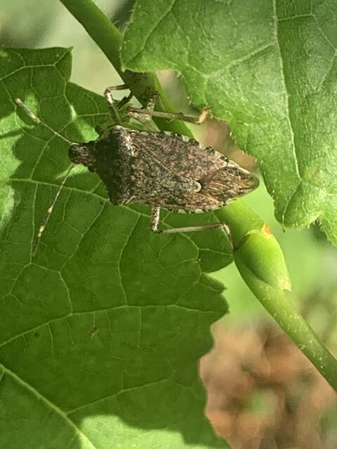 Lederwanze | Foto: Franz-Walter Mappes