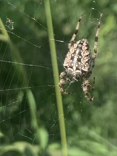 Gartenkreuzspinne | Foto: Franz-Walter Mappes