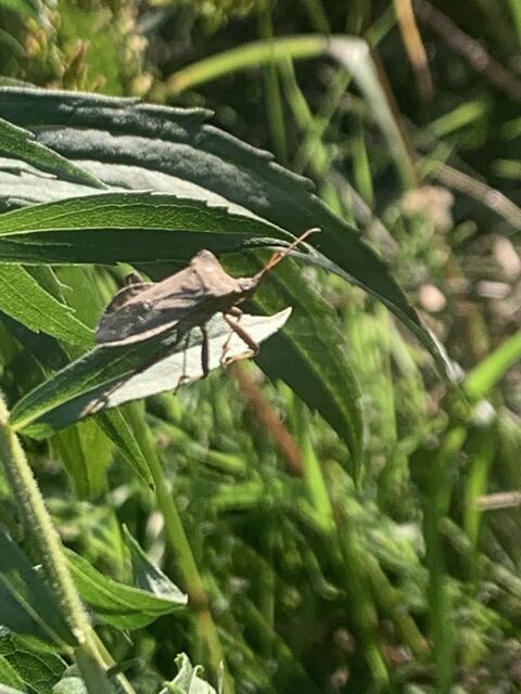 Lederwanze | Foto: Franz-Walter Mappes