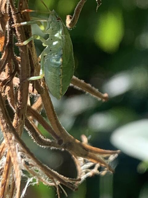 Grüne Stinkwanze | Foto: Franz-Walter Mappes
