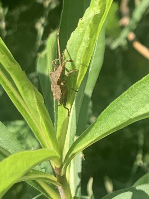 Lederwanze | Foto: Franz-Walter Mappes