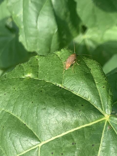 Schabe | Foto: Franz-Walter Mappes