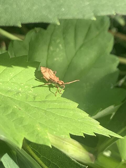 Lederwanze | Foto: Franz-Walter Mappes