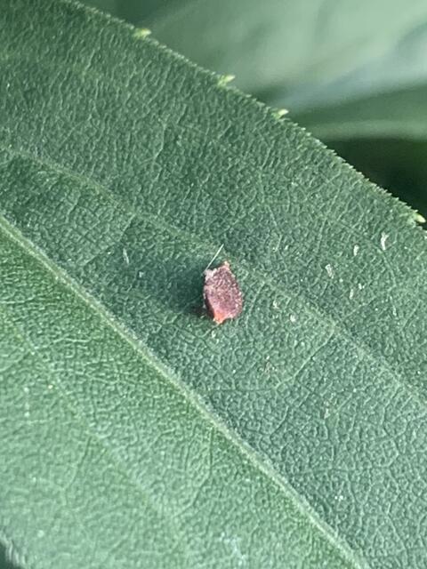 Beerenwanze | Foto: Franz-Walter Mappes