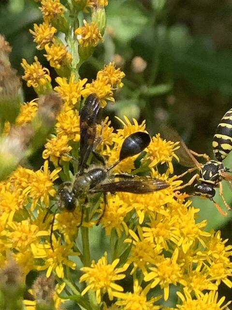 Stahlblauer Grillenjäger | Foto: Franz-Walter Mappes