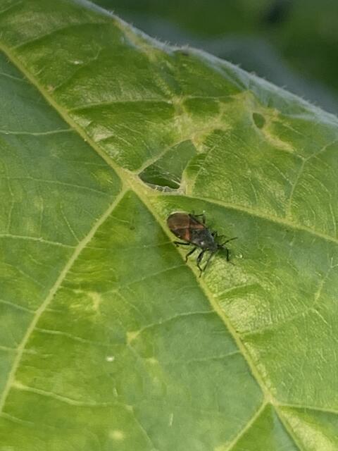 Malvenwanze | Foto: Franz-Walter Mappes