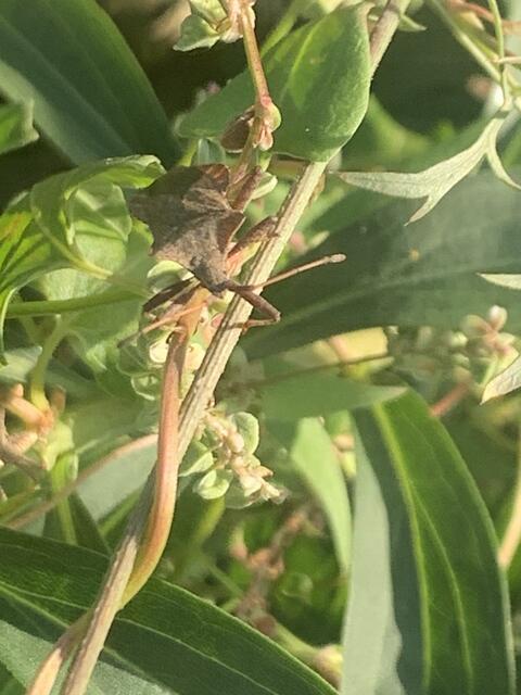 Lederwanze | Foto: Franz-Walter Mappes