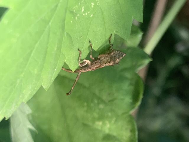 Wanze | Foto: Franz-Walter Mappes