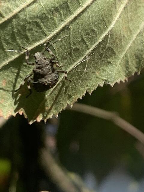 Zweispitzwanze | Foto: Franz-Walter Mappes