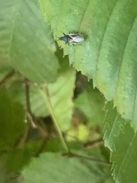 Wiesenwanze | Foto: Franz-Walter Mappes
