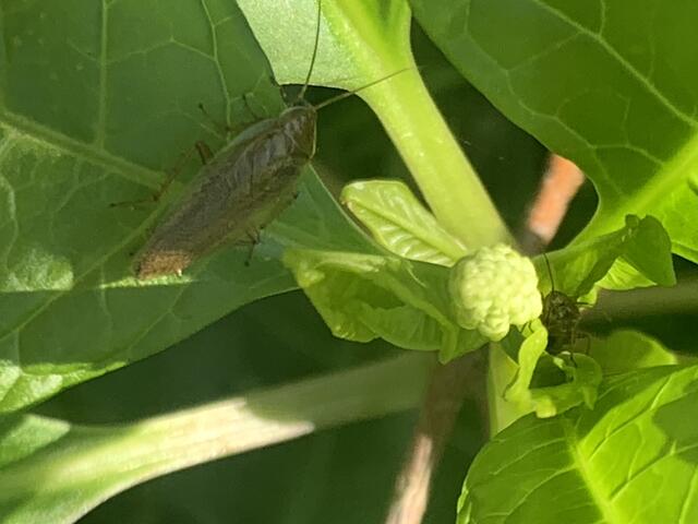 Waldschabe | Foto: Franz-Walter Mappes