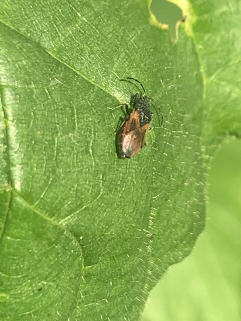 Malvenwanze | Foto: Franz-Walter Mappes