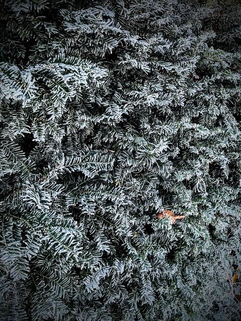 Detailaufnahme Schoossanlage
Winter 2022
Hambacher Schloss | Foto: Axel Christmann 