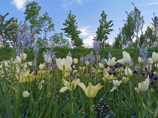BUGA 2023, "Tulpenhimmel", Tulpen, 14. Mai 2023 | Foto: (c) Andrea Weber-Knapp