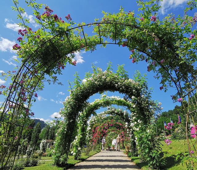 Rosengarten / Rosenbögen in Baden-Baden, 10. Juni 2023 | Foto: (c) Andrea Weber-Knapp