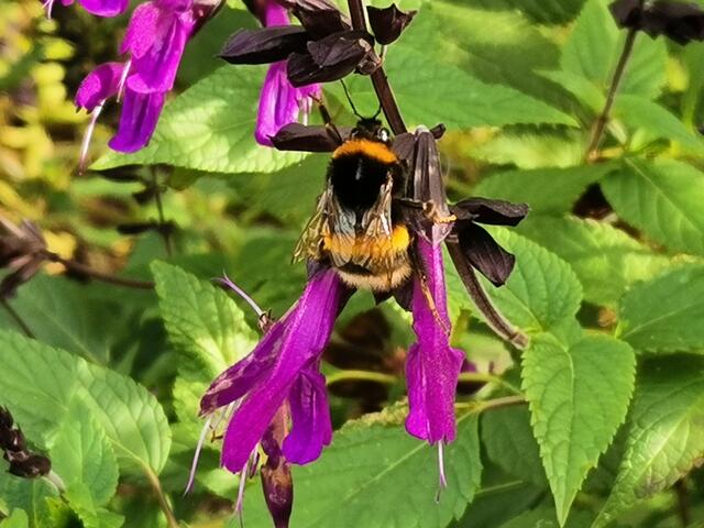 Hummel an Ziersalbei, Edingen, 23. Oktober 2022 | Foto: (c) Andrea Weber-Knapp