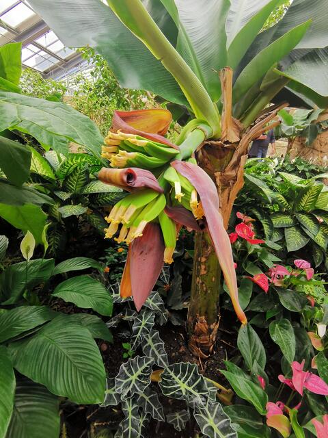 Luisenpark, Lateinamerika-Haus, Bananenpflanze, 12. Mai 2023 | Foto: (c) Andrea Weber-Knapp