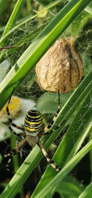 Seltene Wespenspinne mit Cocon, im Blumenbeet der BUGA auf dem Spinelli-Gelände entdeckt, 2. September 2023 | Foto: (c) Andrea Weber-Knapp