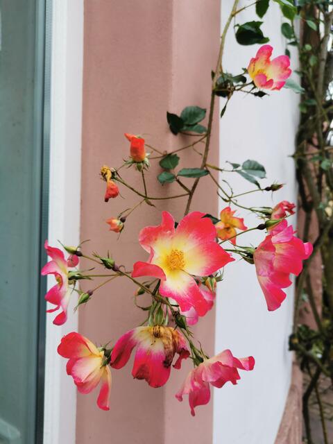 Letzte blühende Rose im Dezember? Ladenburg am 11. Dezember 2022 | Foto: (c) Andrea Weber-Knapp