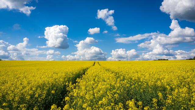 Rapsfeld zwischen Breitenbach und Altenkirchen.  | Foto: Kevin Stilgenbauer