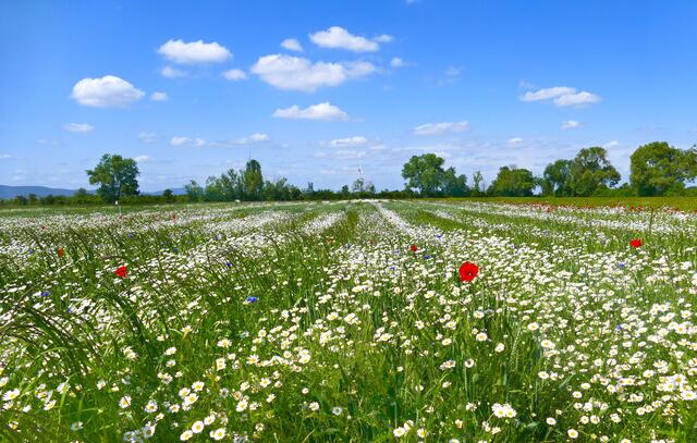 Juli / Im Feld zwischen Haßloch und Iggelheim | Foto: Angelika Bullinger